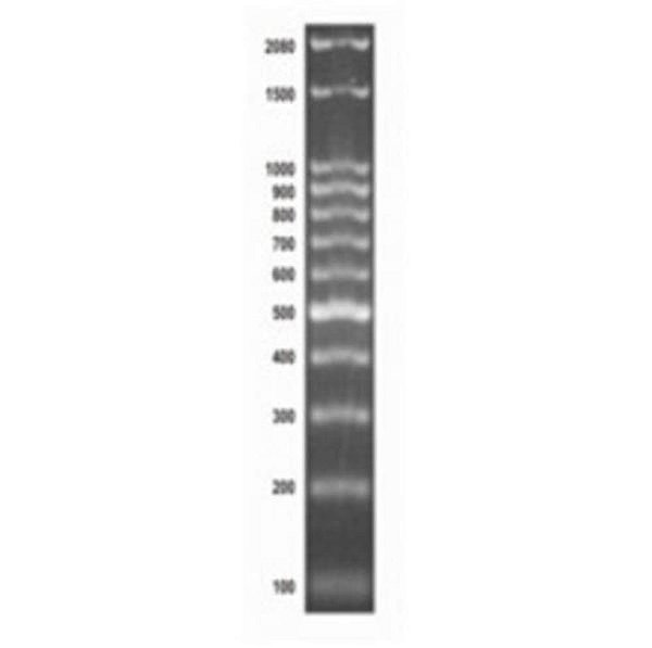 ❆❆ Marcador de Peso molecular 100 pb DNA Ladder, frasco para 100 aplicações 13-4007-01 (LCGBio)