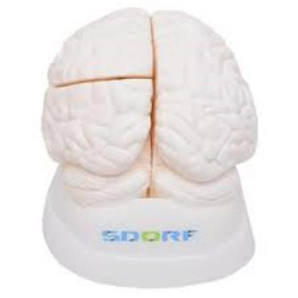 Cérebro em Tamanho Natural em 3 Partes, em resina plástica emborracha (Sdorf)