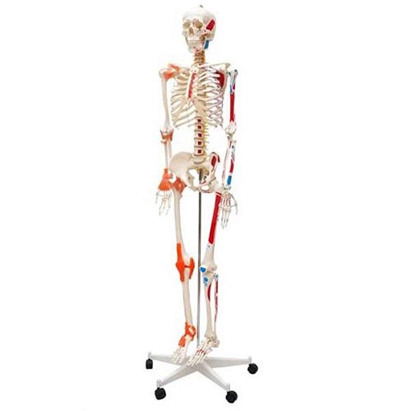 Esqueleto Humano Padrão de 1,70cm de Altura, Articulações com ligamentos e Inserções  Musculares, mod.: SD5001 (Sdorf)
