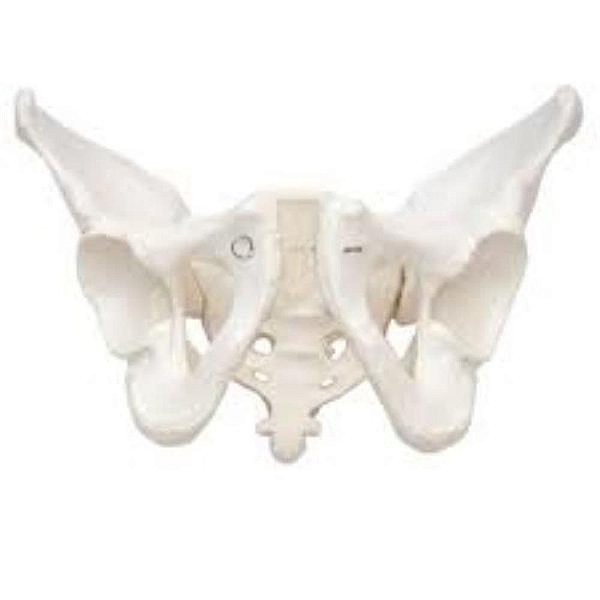 Esqueleto Pélvico Masculino em PVC (Sdorf)