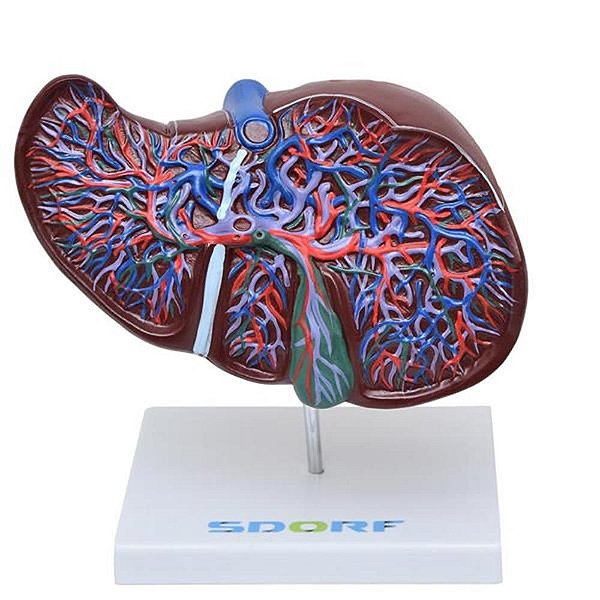 Fígado Luxo, tamanho natural, mod.: SD5049 (Sdorf)