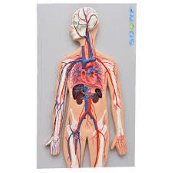 Sistema Circulatório Sanguíneo, mod.: SD5067 (Sdorf)