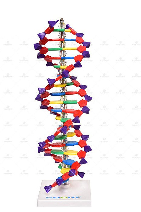 Dupla hélice de DNA SD5069 (Sdorf)
