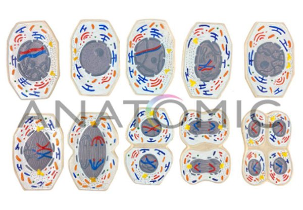 Conjunto de meiose, com 10 peças TZJ-0302-B (Anatomic)