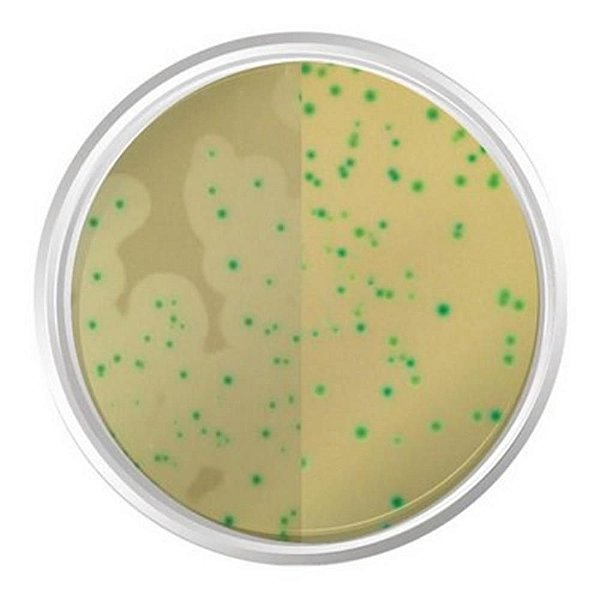 Agar Cromogênico Listeria Base (ISO 11290-1), Frasco com 500 g, mod.: K25-1345 (Kasvi)