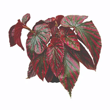 Begônia Brevirimosa - Pote 15