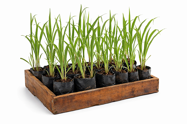 Capim Limão - Caixa com 15 unidades