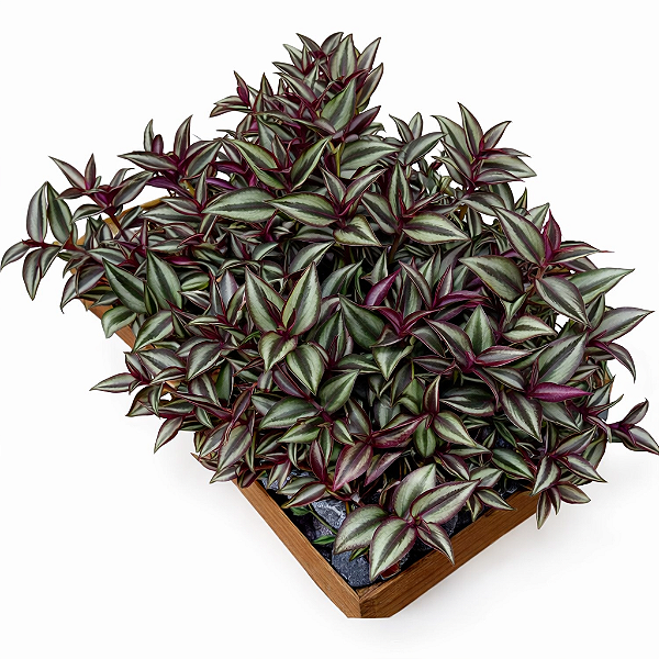 Lambari Roxo - Caixa com 15 unidades