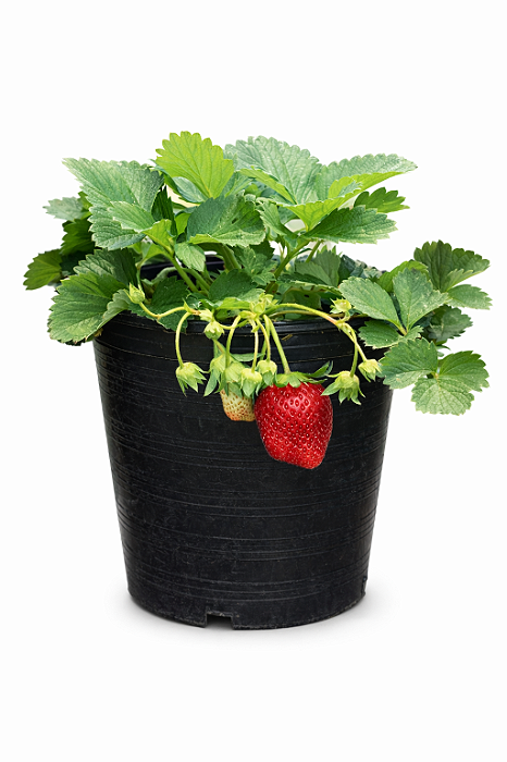 Morango - Caixa com 6 unidades