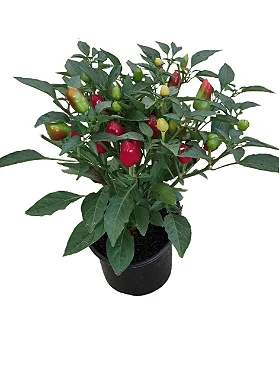 Pimenta Mexicana - Pote 15