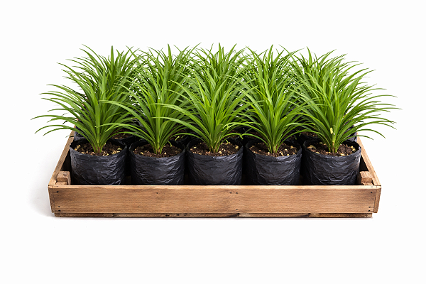 Liriope Verde - Caixa com 12 unidades