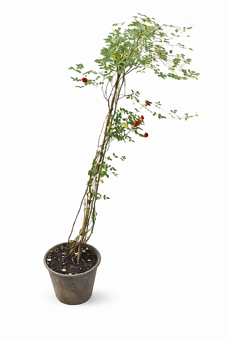 Roseira Trepadeira - 1,00 a 1,20 metros