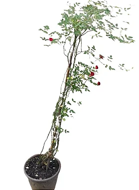 Roseira Trepadeira - 1,00 a 1,20 metros