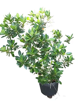 Ficus Australiano - 50 a 70 cm