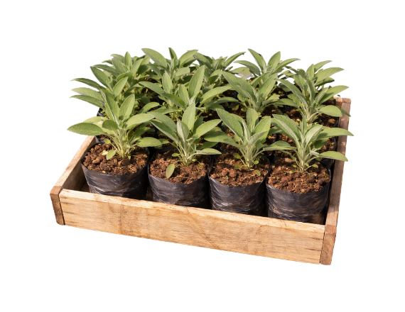 Sálvia - Caixa com 15 unidades