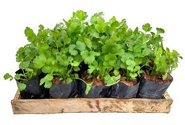 Coentro - Caixa com 15 unidades