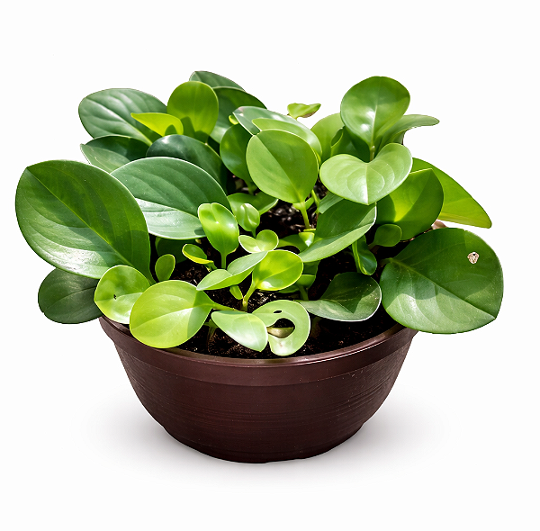 Peperômia Golden - Cuia 21