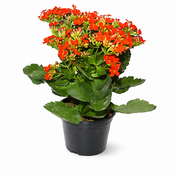 Kalanchoe - Pote 11