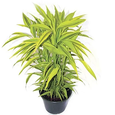 Bambu da Sorte Variegata - 70 cm a 1 metro