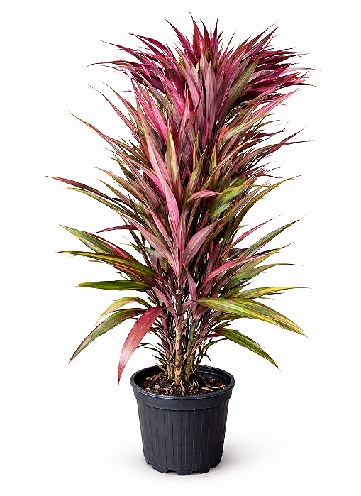 Dracena Cordyline Pena de Índio - 80 cm a 1 metro