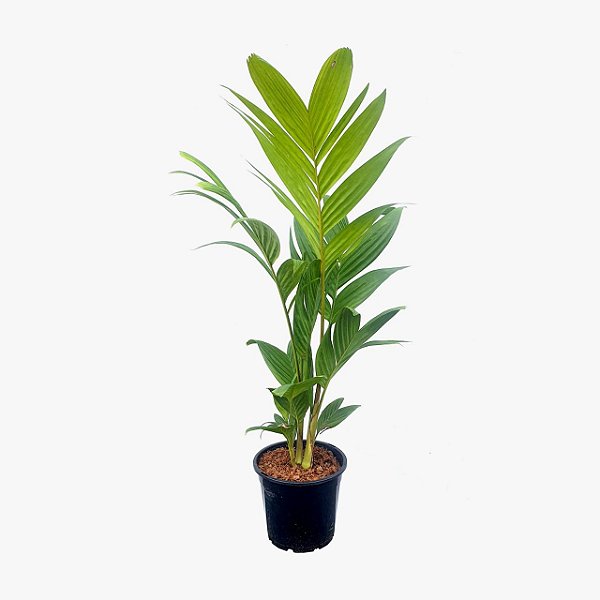 Palmeira Pinanga Coronata