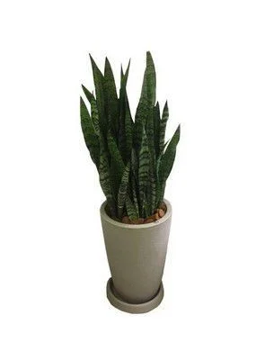 Arranjo de Espada de São Jorge no Vaso de Polietileno Médio