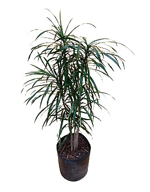 Pleomele Fita - 1,00 a 1,20 metros