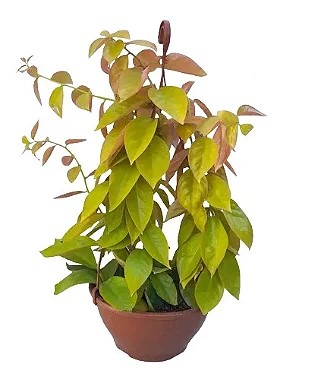 Ora-Pro-Nóbis Dourada - 25 a 35 cm