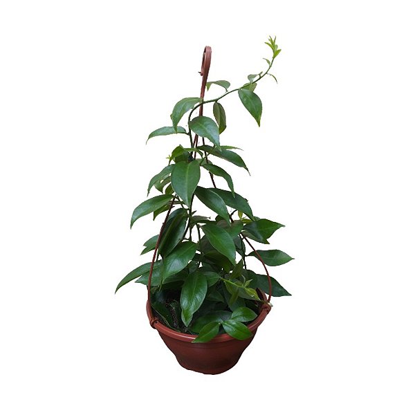 Ora-Pro-Nóbis Verde (Pereskia Acuelata) - 25 a 35 cm