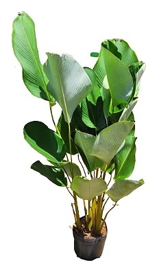 Maranta Charuto - 90 cm a 1,20 metros