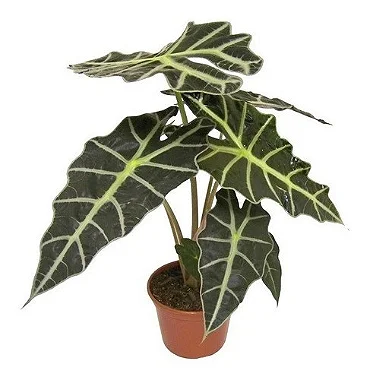 Alocasia Amazônica - Pote 17