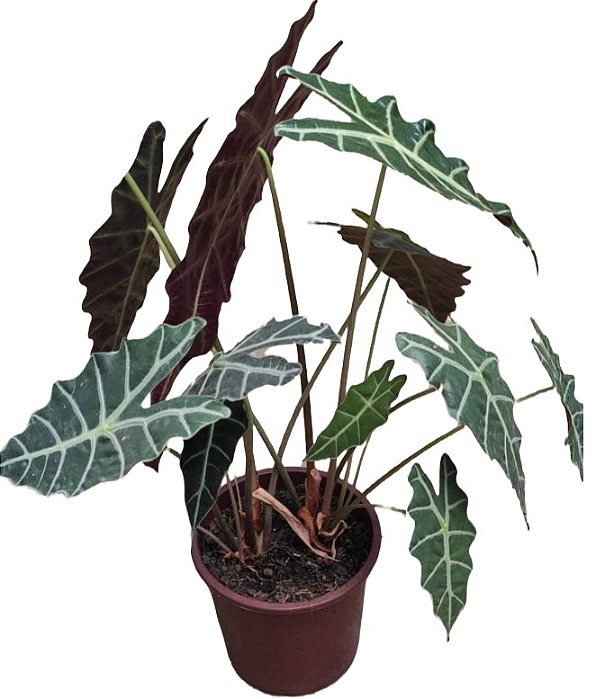 Alocasia Amazônica - 25 a 40 cm