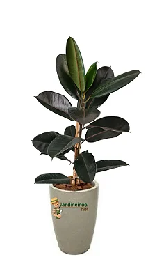 Arranjo de Ficus Elástica Rubro no Vaso de Polietileno