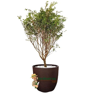 Arranjo com Jabuticabeira no Vaso de Polietileno