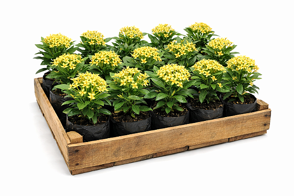 Mini Ixora Amarela - Caixa com 15 unidades