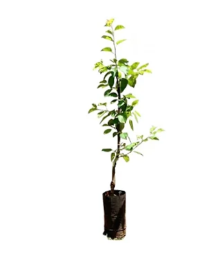 Maçã Eva - 70 cm a 1,30 metros (Clima Quente)