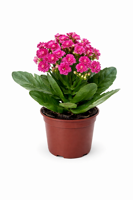 Kalandiva - Caixa com 12 unidades (Cores Variadas)