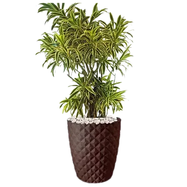 Arranjo com Pleomele Variegata - 1,20 a 1,50 metros