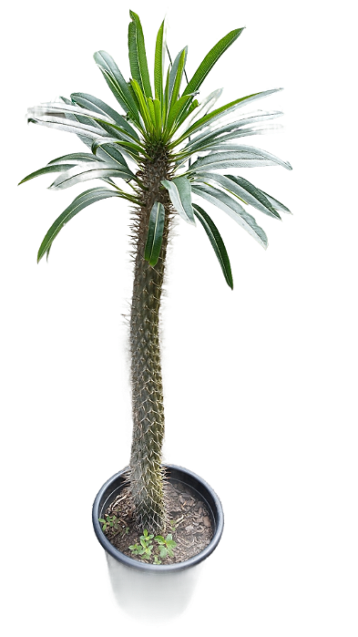 Palmeira de Madagascar - 0,80 cm a 1 metro