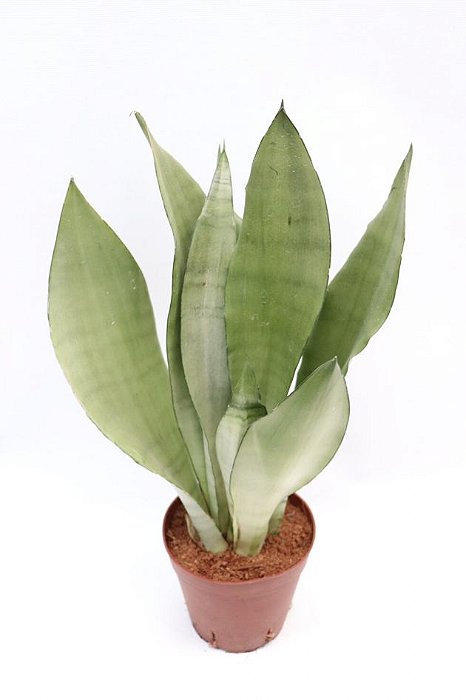 Sansevieria Trifasciata Moonshine - 30 a 40 cm