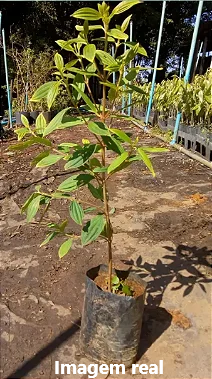 Manacá da Serra - 1,50 metros