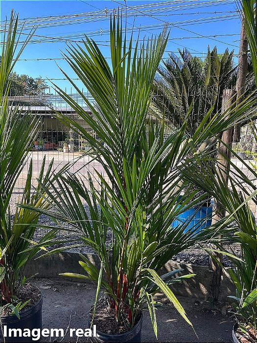 Palmeira Laca - 1,80 a 2 metros