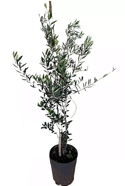 Oliveira - 60 cm a 1,20 metros