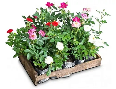 Mini Roseira - Caixa com 15 unidades