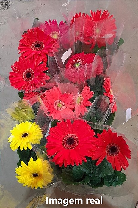 Gérbera - Caixa com 6 unidades