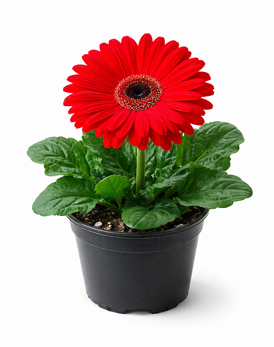 Gérbera - Caixa com 6 unidades