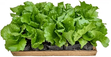 Alface Lisa - Caixa com 15 unidades