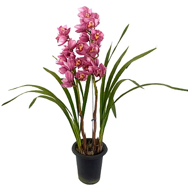 Orquídea Cymbidium Rosa - Pote 18
