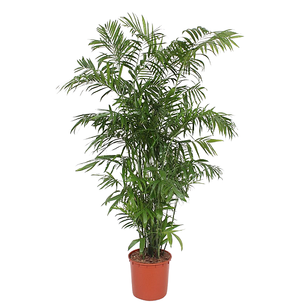 Chamaedorea Seifrizii - 1,20 a 1,50 metros