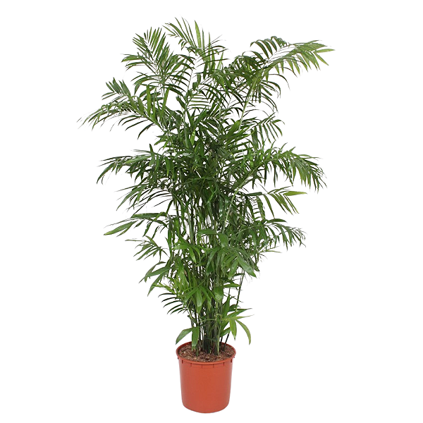 Chamaedorea Seifrizii - 1,20 a 1,50 metros